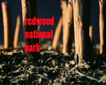 Redwood National Park in Cinnamon by Rachele M. Krivichi