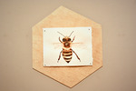 Full Bee from Bella's Blooms and Bees by Bella Goland